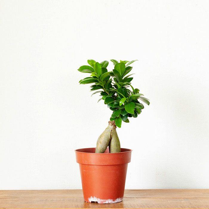 ガジュマル27 Amazon | ハイドロカルチャー 水耕栽培 スクエア 9.5パイ サンゴ砂