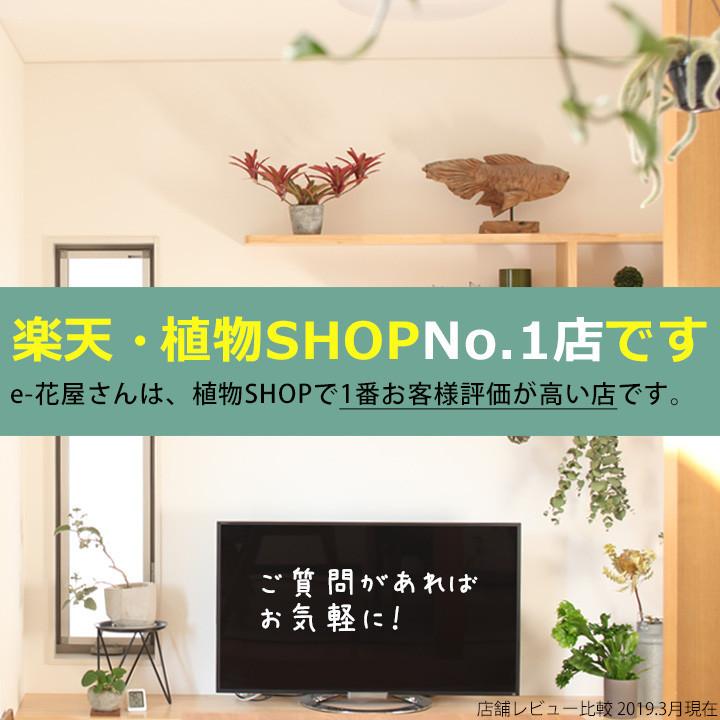 フラワースタンド 花台 観葉植物 台 プラントスタンド 木製 室内
