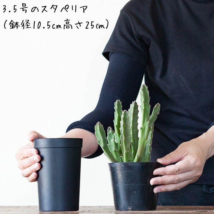 鉢 植木鉢 プラスチック 軽い セット 持っておくと便利！植物が成長し