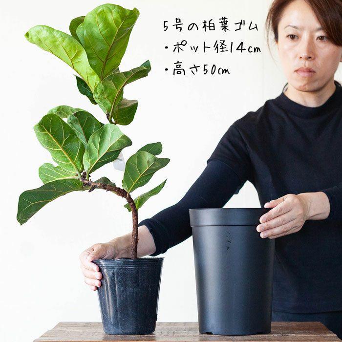 鉢 植木鉢 プラスチック 軽い セット 持っておくと便利！植物が成長し