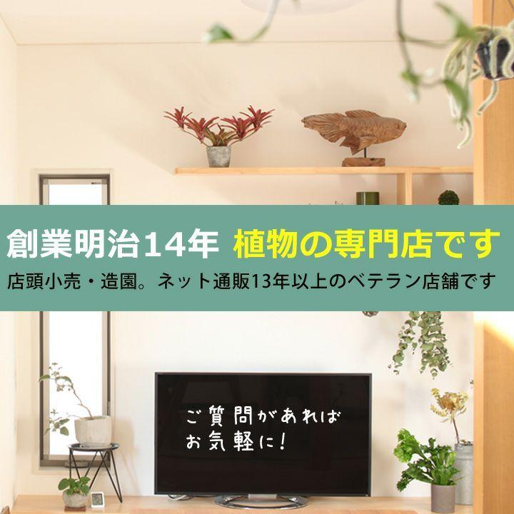 植木鉢 陶器 おしゃれ 屋外 アンティーク 室内 石のような質感