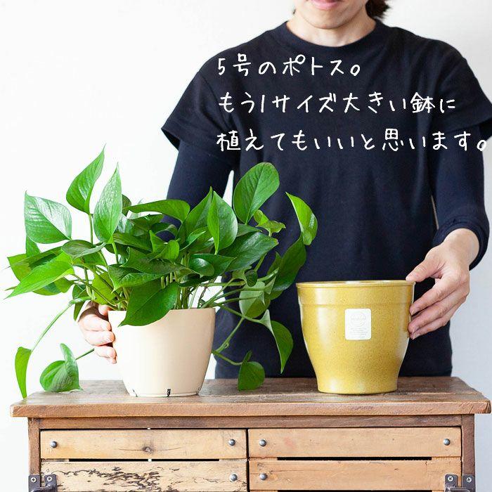 鉢 植木鉢 鉢カバー おしゃれ 室内 屋外 軽い アメリカ生まれの植木鉢「エコフォームズ」(15cm)｜e-8783｜04