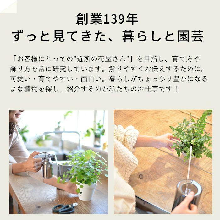 鉢 植木鉢 おしゃれ 鉢カバー 木目風 インテリア コンパクトで、いい