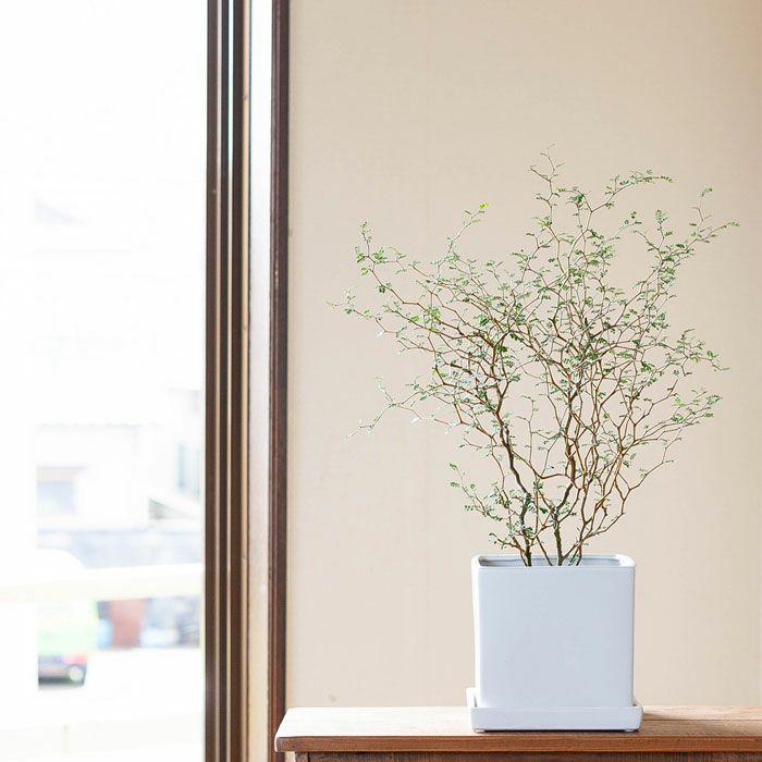 鉢 スクエア 白」の人気商品一覧 | 安い商品を通販サイトから探す - 価格.