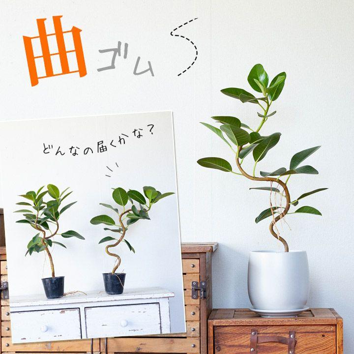 観葉植物 種類 室内 おしゃれ 苗 インテリア 植え替え フランスゴムの