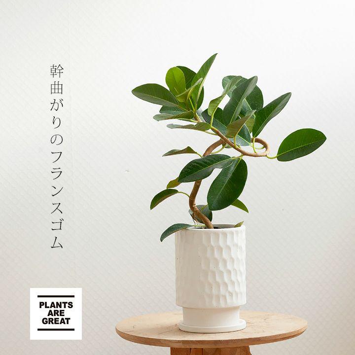 フランスゴム・ゴムの木・おしゃれ・観葉植物・フランスゴムを陶器鉢に