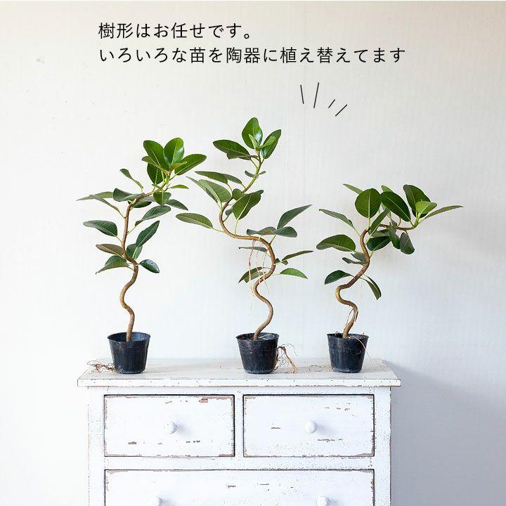 フランスゴム・ゴムの木・おしゃれ・観葉植物・フランスゴムを陶器鉢に