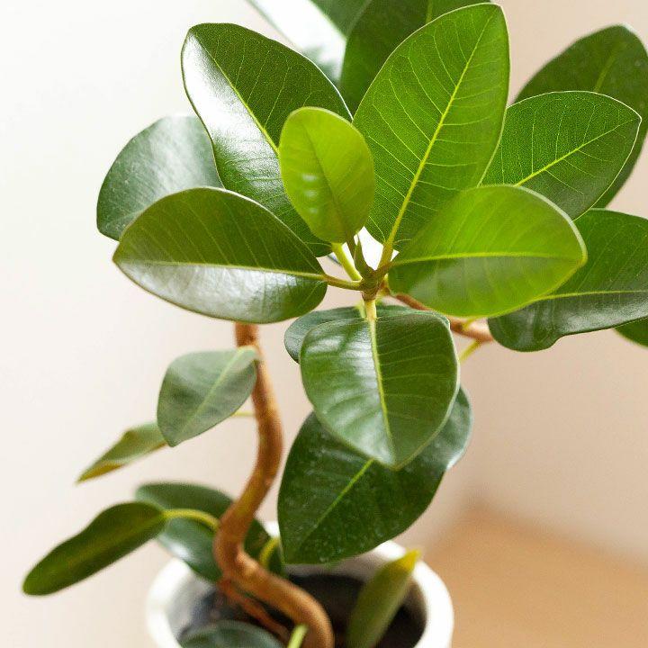 フランスゴム・ゴムの木・おしゃれ・観葉植物・フランスゴムを陶器鉢に