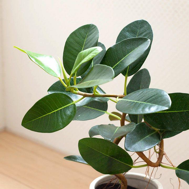 フランスゴム・ゴムの木・おしゃれ・観葉植物・フランスゴムを陶器鉢に