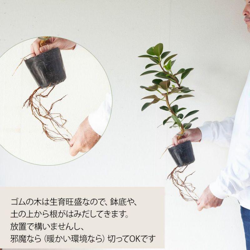 観葉植物 種類 室内 おしゃれ 苗 インテリア 植え替え フランスゴムの