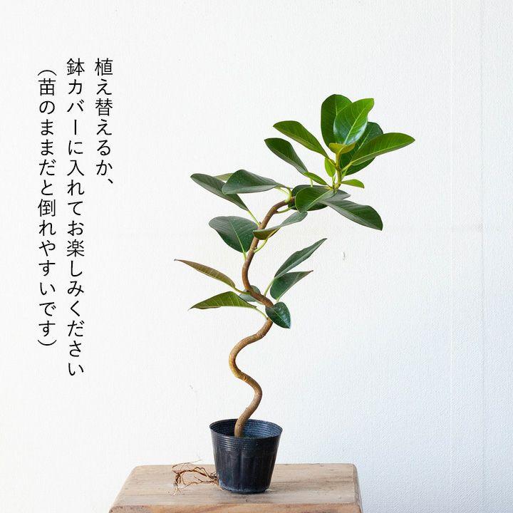 観葉植物 種類 室内 おしゃれ 苗 インテリア 植え替え フランスゴムの