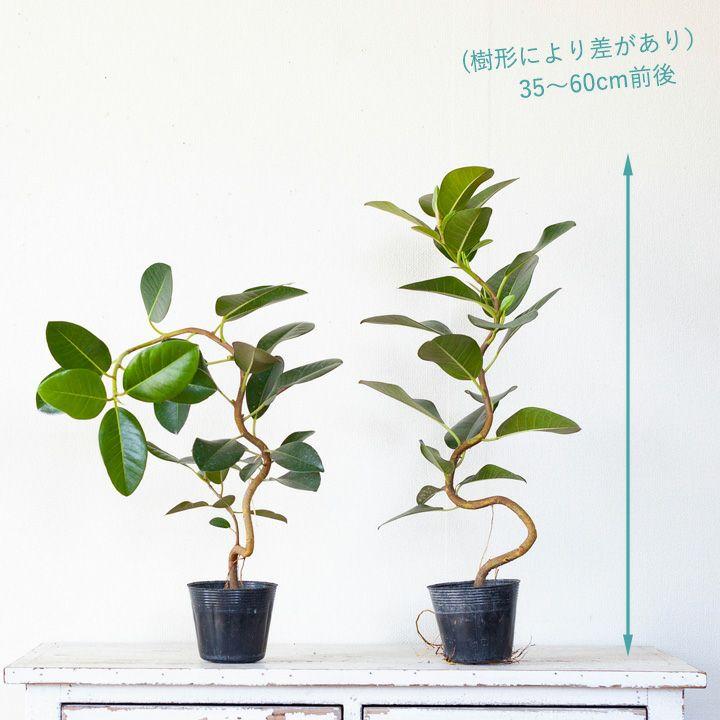観葉植物 種類 室内 おしゃれ 苗 インテリア 植え替え フランスゴムの木「幹曲り」3.5号苗｜e-8783｜06