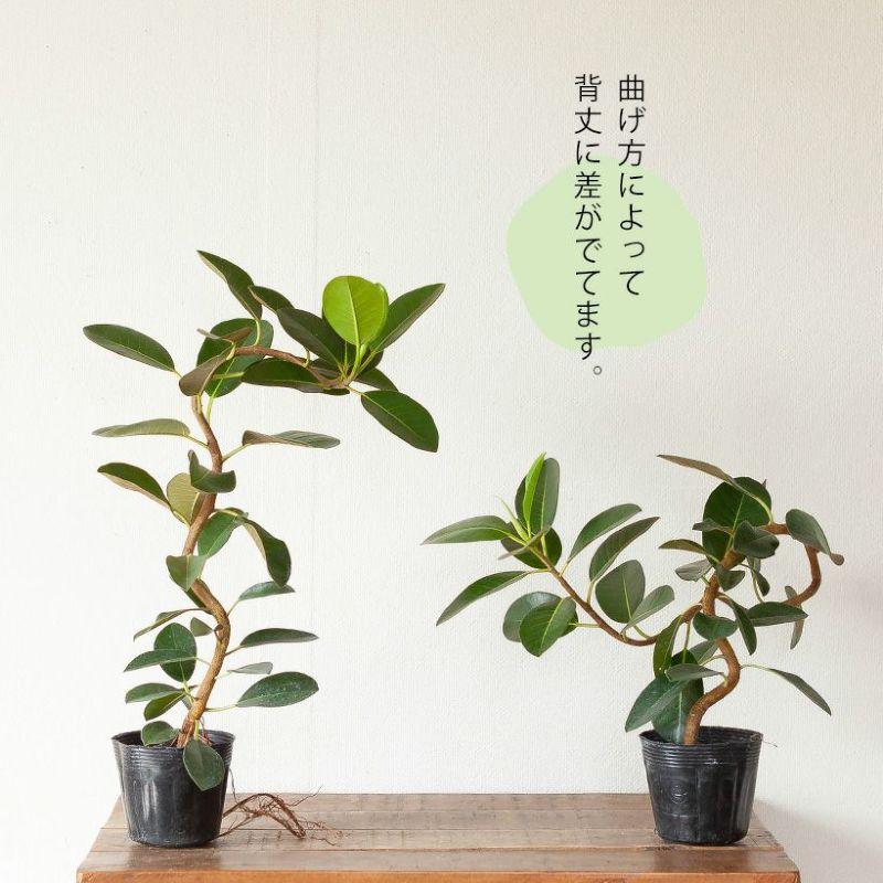 観葉植物 種類 室内 おしゃれ 苗 インテリア 植え替え フランスゴムの