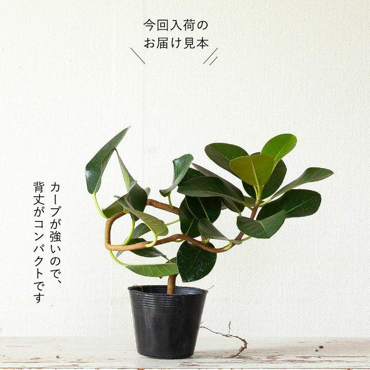 観葉植物 種類 室内 おしゃれ 苗 インテリア 植え替え フランスゴムの