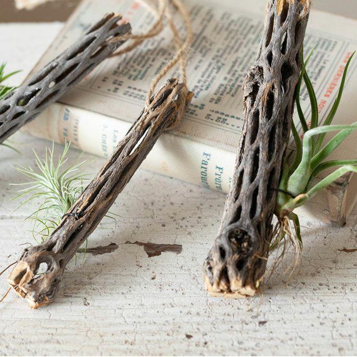 名人のティランジアを、カクタススケルトン（サボテンの骨）に張りつけ