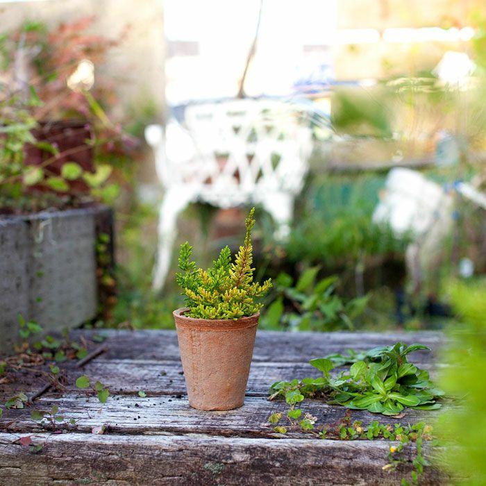 寄せ植え カルーナブルガリス2 5号苗 E 花屋さん Gd1595 E 花屋さん 通販 Yahoo ショッピング