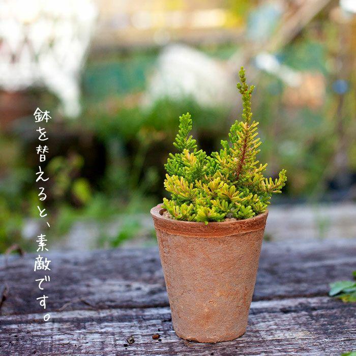 寄せ植え」カルーナブルガリス2.5号苗 : e-花屋さん - 通販 - Yahoo