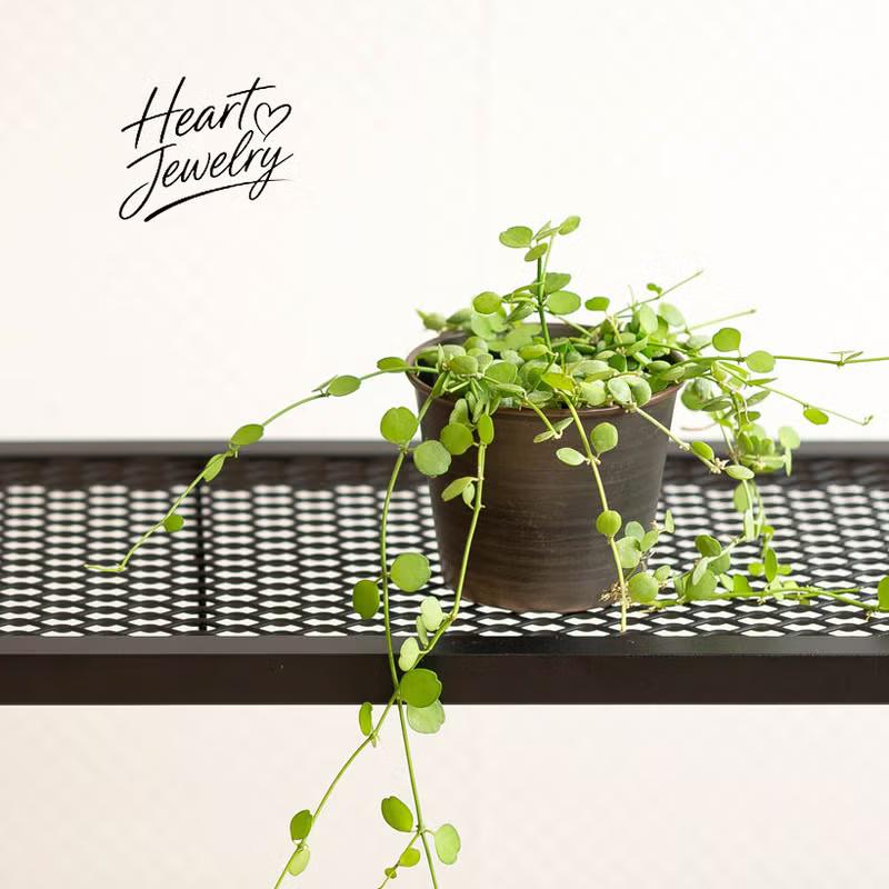 観葉植物 ディスキディア・ハートジュエリー「鉢カバー付き」で飾り