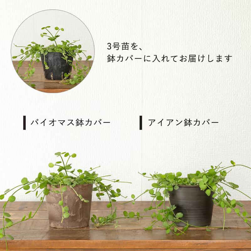 ディスキディア3種類セット　エメラルド、オバタ、ハートジュエリー 観葉植物 ディスキディア・ハートジュエリー「鉢カバー付き」で飾り