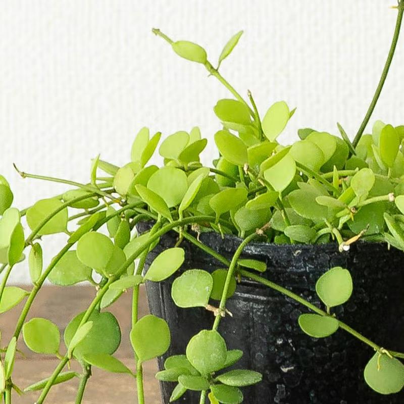 観葉植物 ディスキディア・ハートジュエリー「鉢カバー付き」で飾り