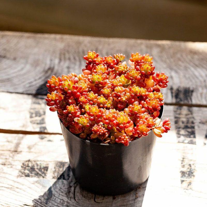 多肉植物♥゛レッドベリー ポットごと 多肉植物 ミニ 苗 美しい多肉植物セダム・レッドベリー 赤い 葉 : e