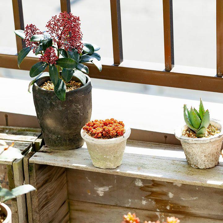 多肉植物 ミニ 苗 美しい多肉植物セダム・レッドベリー : e-花屋