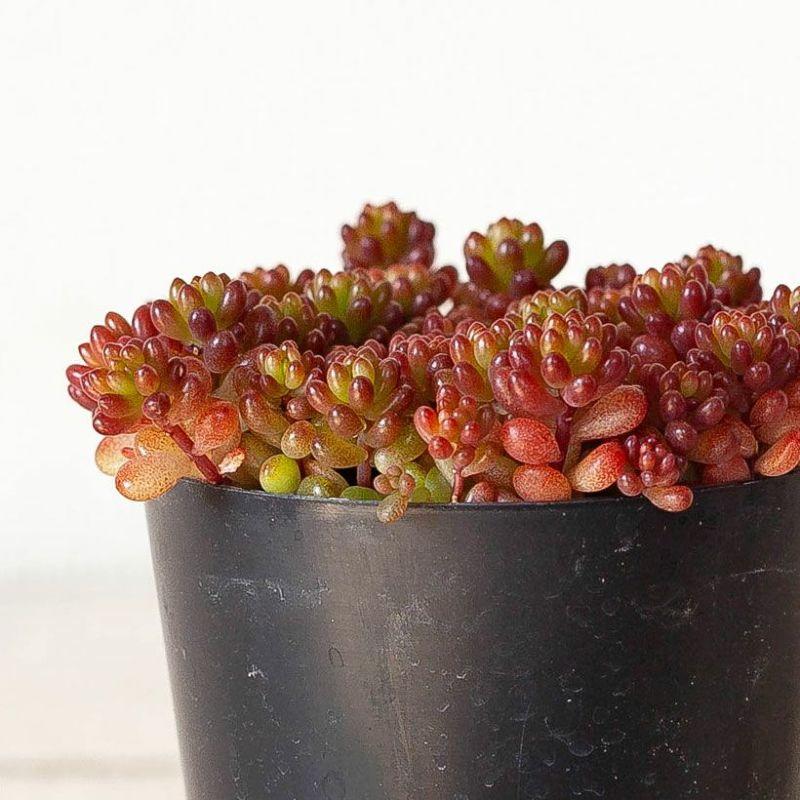 多肉植物 ミニ 苗 美しい多肉植物セダム・レッドベリー 赤い 葉 : e