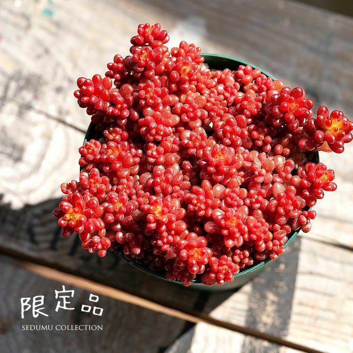 多肉植物 ミニ 苗 美しい多肉植物セダム・レッドベリー 赤い 葉 : e