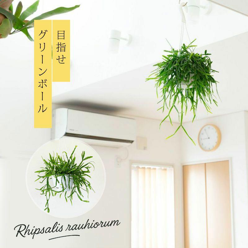リプサリス 観葉植物プラント 高さ45cm ハンギングしやすい！！リプサリス・カスッサ｜観葉植物は吊り下げがお洒落