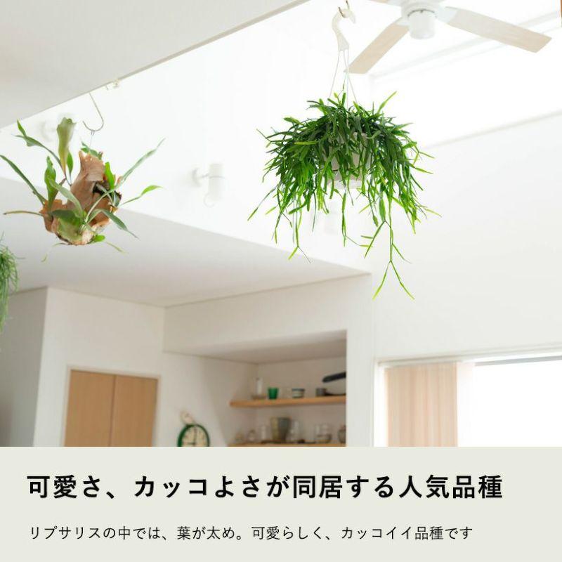 観葉植物 種類 室内 おしゃれ 吊り下げ ハンギング リプサリス