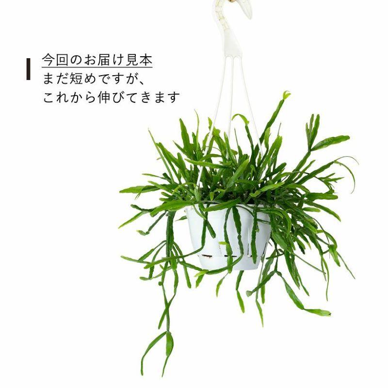 観葉植物 種類 室内 おしゃれ 吊り下げ ハンギング リプサリス