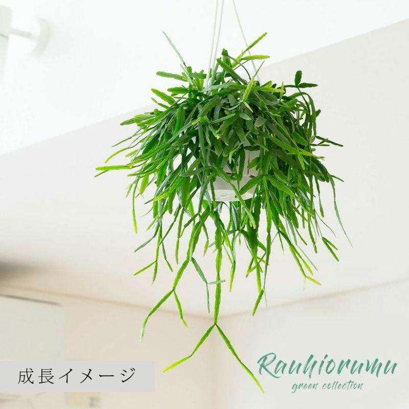 観葉植物 種類 室内 おしゃれ 吊り下げ ハンギング リプサリス