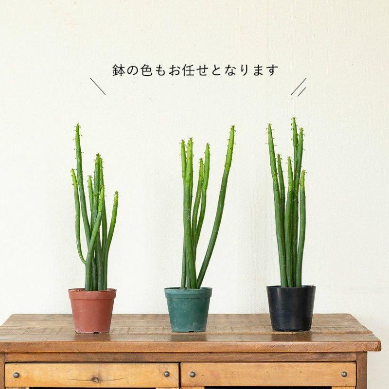 多肉植物 種類 おしゃれ 苗 植え替え ユーフォルビア・オンコクラータ