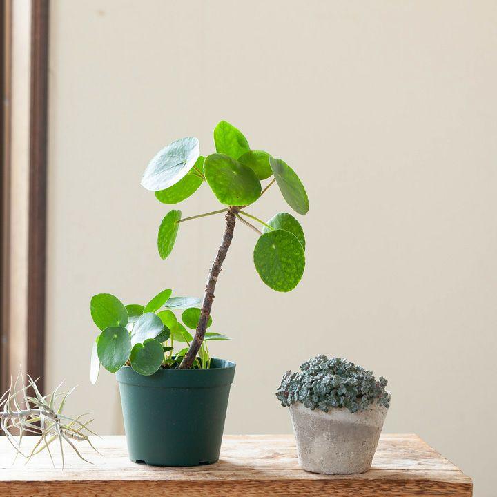観葉植物 おしゃれ 室内 幹立ち ピレア・ペペロミオイデス「幹上がり