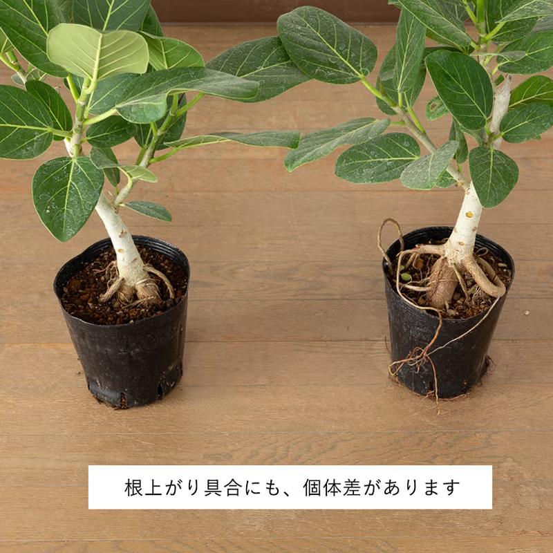 観葉植物 根上がり仕立て フィカス・ベンガレンシス（ベンガルゴム）幹