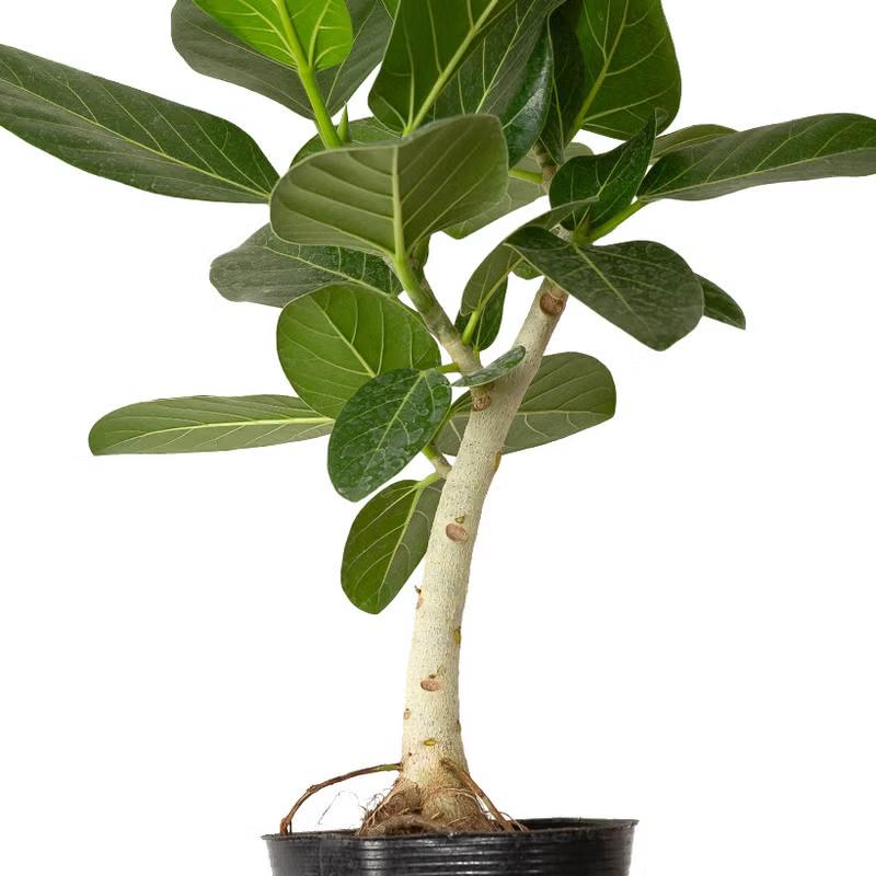 観葉植物 根上がり仕立て フィカス・ベンガレンシス（ベンガルゴム）幹
