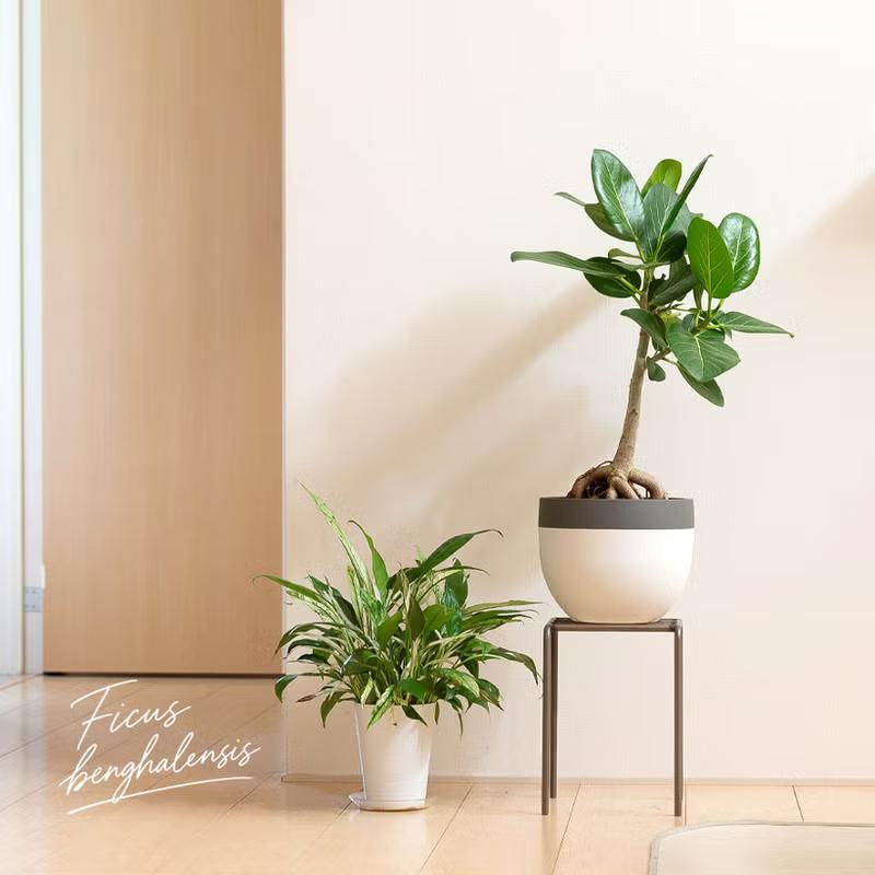 観葉植物 根上がり仕立て フィカス・ベンガレンシス（ベンガルゴム）幹