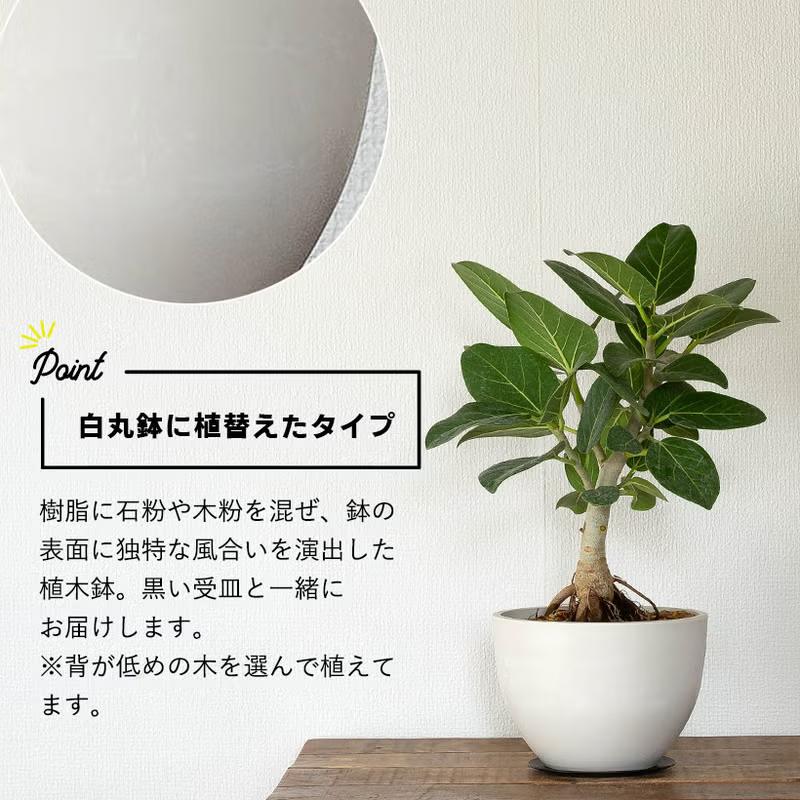 観葉植物 根上がり仕立て フィカス・ベンガレンシス（ベンガルゴム）幹
