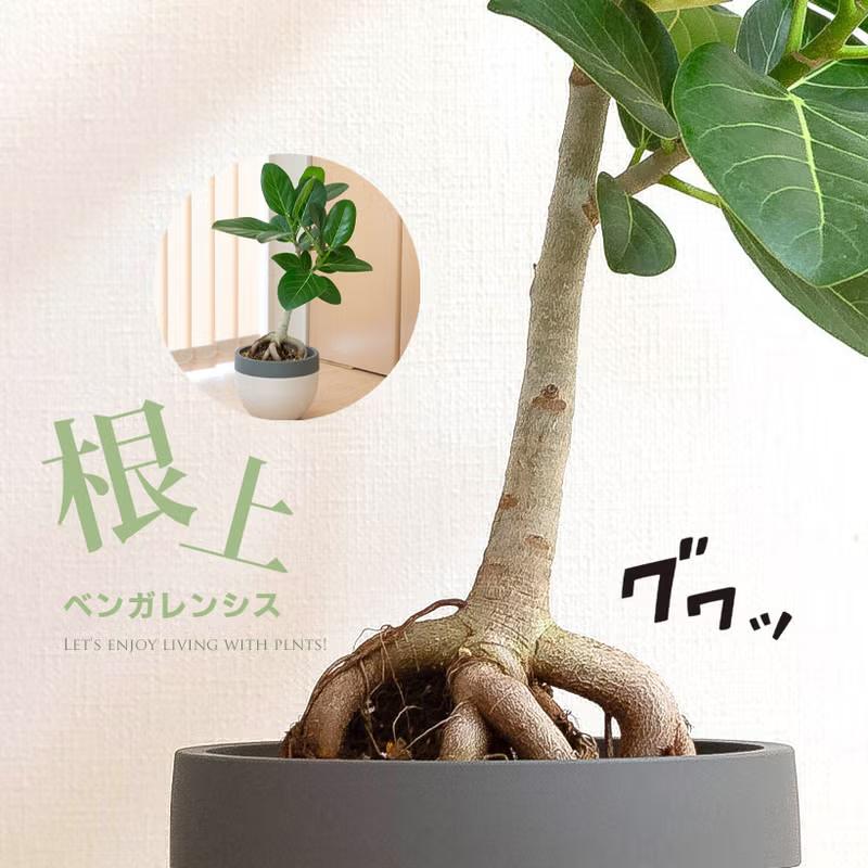 観葉植物 根上がり仕立て フィカス・ベンガレンシス（ベンガルゴム）幹