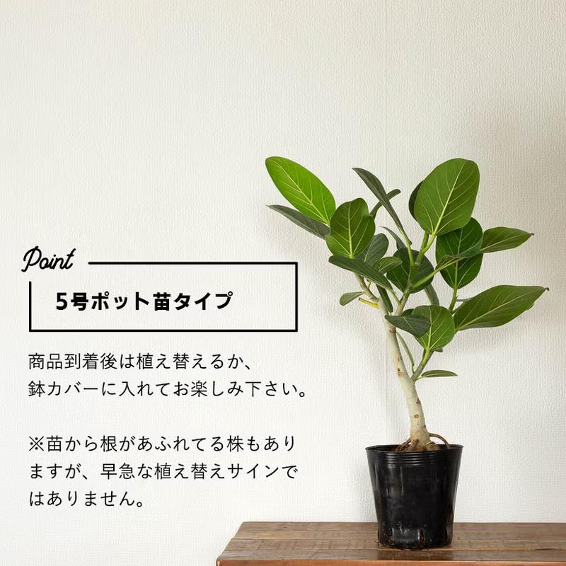 観葉植物 根上がり仕立て フィカス・ベンガレンシス（ベンガルゴム）幹