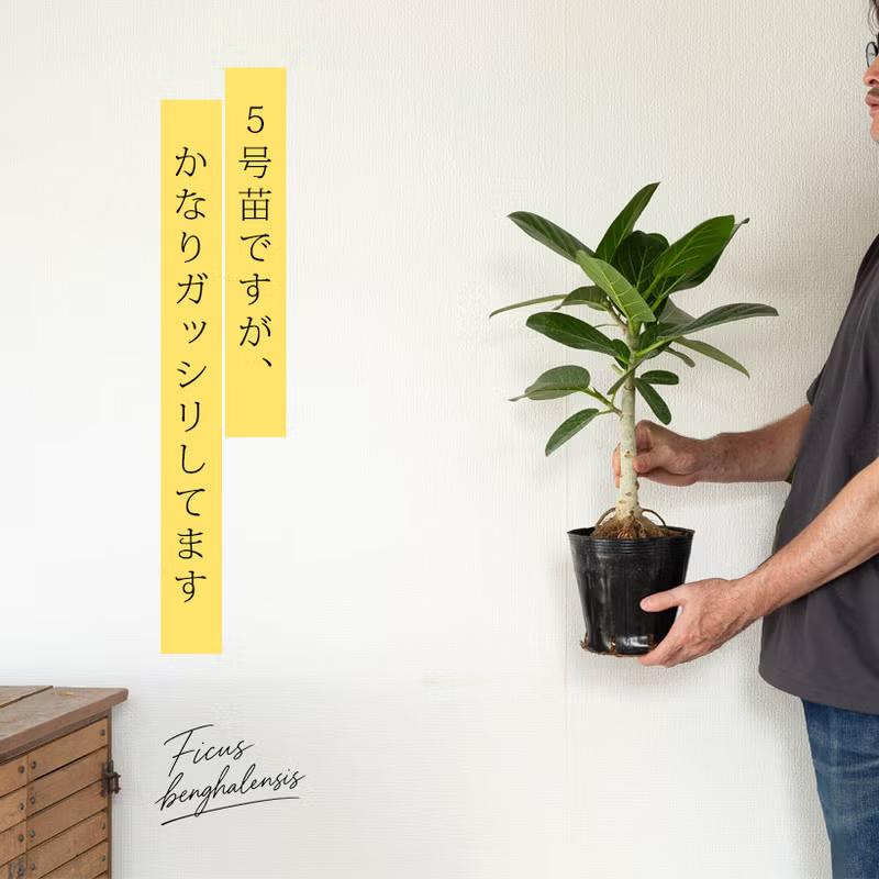 観葉植物 根上がり仕立て フィカス・ベンガレンシス（ベンガルゴム）幹