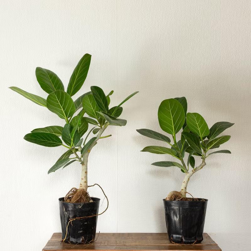観葉植物 根上がり仕立て フィカス・ベンガレンシス（ベンガルゴム）幹