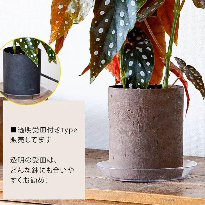 観葉植物 ベゴニア 室内 おしゃれ ベゴニア・マクラータ、育ててみて
