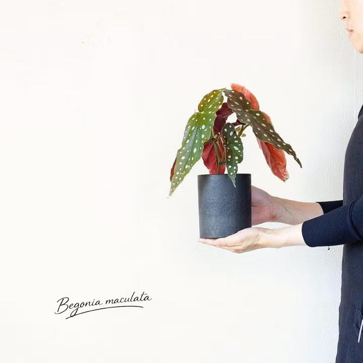観葉植物 ベゴニア 室内 おしゃれ ベゴニア・マクラータ、育ててみて