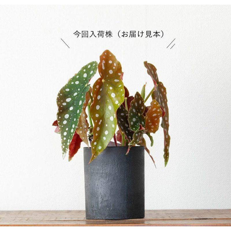 希少】発根済挿し木苗 ベゴニア マクラータ 斑入り 希少】発根済