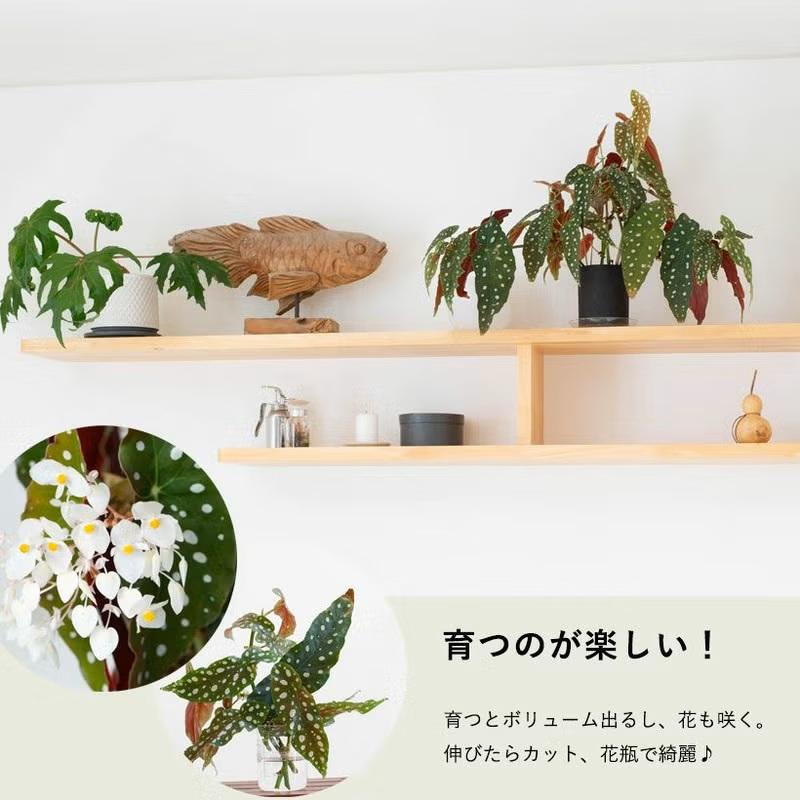 観葉植物 ベゴニア 室内 おしゃれ ベゴニア・マクラータ、育ててみて