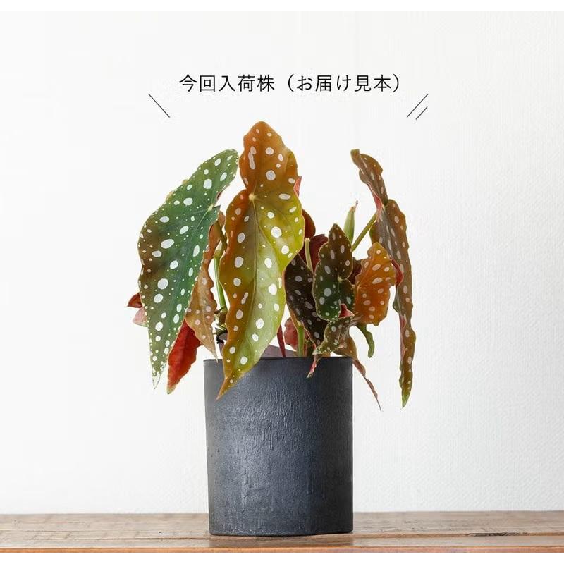 観葉植物 ベゴニア 室内 おしゃれ ベゴニア・マクラータ、育ててみて