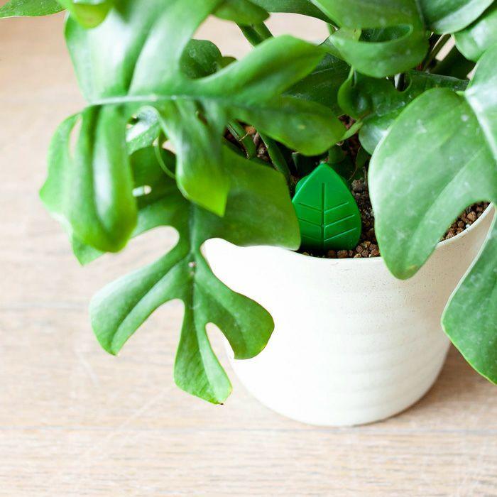 土からわいたコバエに 挿すだけ簡単 粘着剤 Gd1948 1 E 花屋さん 通販 Yahoo ショッピング