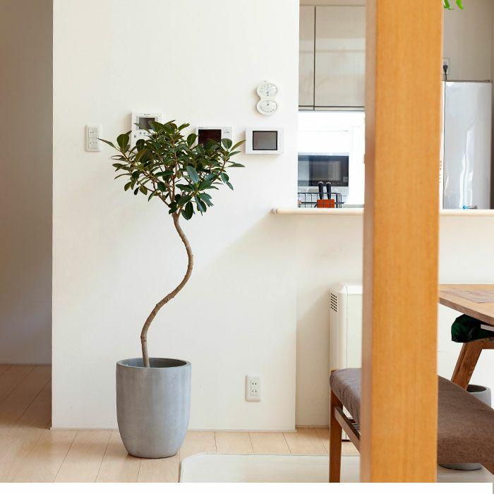 植木鉢 陶器 おしゃれ 大型 鉢カバー 店長お勧め！サイズ感GOODな
