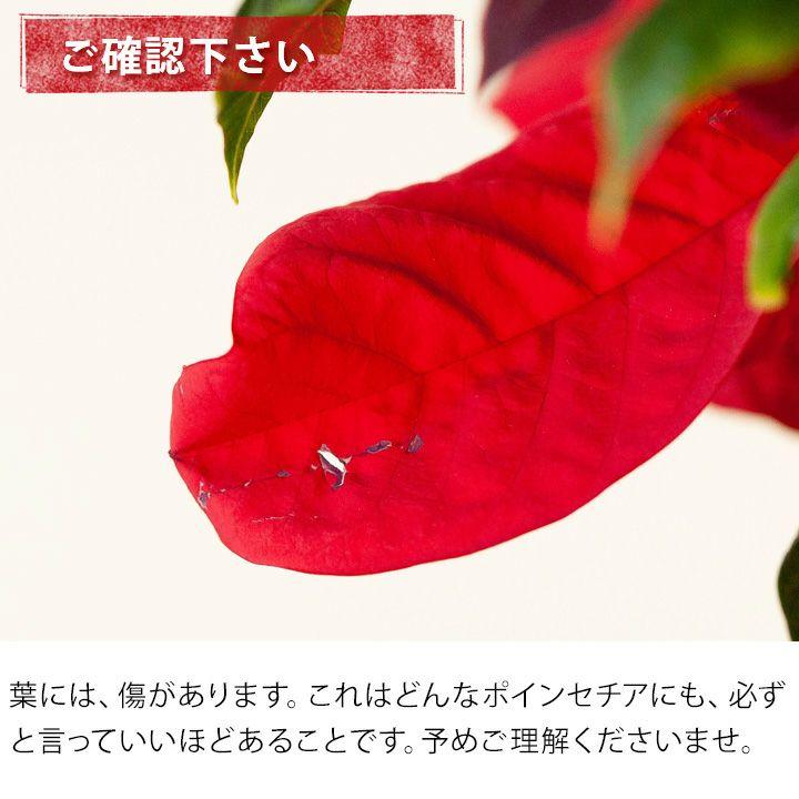ポインセチア・イタリアンレッド・観葉植物・おしゃれ・※同梱